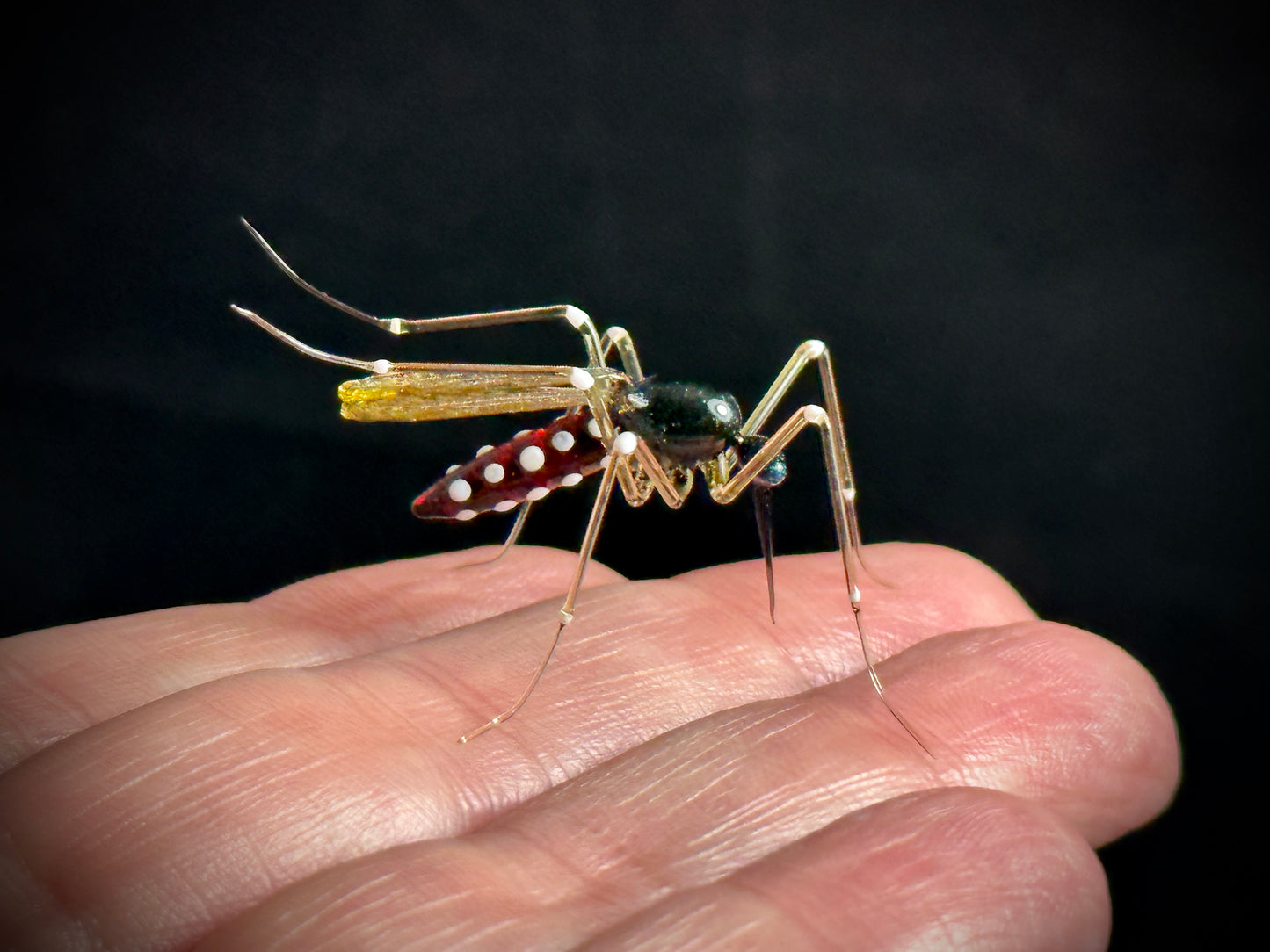 Mosquito - Glass Figurine Sculpture